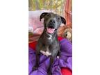 Adopt Willow a Labrador Retriever / Weimaraner / Mixed dog in LAFAYETTE