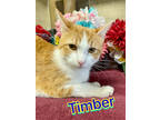 Adopt Timber a Orange or Red Domestic Shorthair / Domestic Shorthair / Mixed cat
