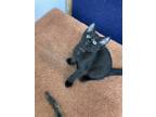 Adopt Duchess (Foster Kitten) a All Black Domestic Shorthair / Mixed (short