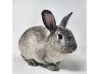 Adopt Snickers a Grey/Silver American / Mixed rabbit in Largo, FL (38847473)