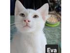 Adopt Eva Kuwait - NOT YET AVAILABLE a White Turkish Angora / Mixed cat in