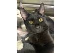 Adopt Beavis a Domestic Shorthair / Mixed (short coat) cat in Lagrange