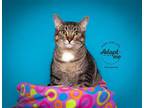 Adopt Fernando a Domestic Shorthair / Mixed cat in Salt Lake City, UT (38853242)