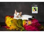 Adopt Skye a Domestic Shorthair / Mixed cat in Salt Lake City, UT (38842063)