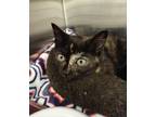 Adopt Charlee a Domestic Shorthair / Mixed (short coat) cat in Greeneville
