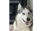 Adopt Blue a White - with Gray or Silver Husky / Mixed dog in Pearland