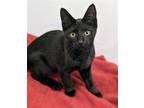 Adopt Hank (with Yeti) a All Black Domestic Shorthair / Mixed cat in