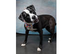 Adopt Audrey a Pit Bull Terrier, Mixed Breed