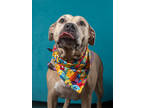 Adopt Foxy a Pit Bull Terrier, Mixed Breed