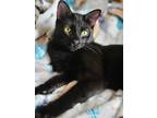 Adopt Benny a Domestic Shorthair / Mixed (short coat) cat in Decatur