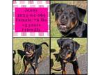 Adopt 2024-04-069 a Rottweiler