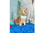 Adopt Bailey a Tan or Fawn Domestic Shorthair / Domestic Shorthair / Mixed cat