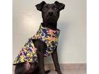 Adopt Greta a Black Labrador Retriever / Mixed dog in Dallas, TX (38739891)