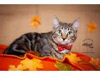 Adopt Donkey Kong a Domestic Shorthair / Mixed cat in Salt Lake City