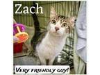 Adopt Zach(FCID# 07/25/023 - 14 Trainer) a Domestic Shorthair / Mixed (short