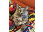 Adopt Phoebe a Brown or Chocolate (Mostly) Domestic Longhair / Mixed cat in