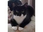 Adopt Midnight Delight a Black & White or Tuxedo Domestic Shorthair / Mixed cat