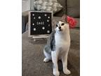 Adopt Sage a Gray, Blue or Silver Tabby Domestic Shorthair cat in Brandon