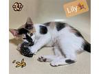 Adopt Lily a Calico / Mixed (short coat) cat in Willingboro, NJ (38694085)