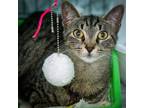 Adopt Serena (FCID# 07/03/2023 - 12 Trainer) C a Domestic Shorthair / Mixed