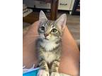 Adopt Twigs, Willow Grove Foster 6/29/2023-152 a Gray, Blue or Silver Tabby