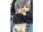 Adopt MILES a Brown Tabby Domestic Shorthair / Mixed (short coat) cat in