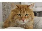 Adopt BEANS a Orange or Red Tabby Turkish Angora / Mixed (long coat) cat in