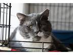 Adopt Otis, Willow Grove, PA FCID# 06/23/2023 - 105 a Gray or Blue (Mostly)