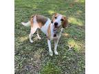 Adopt Scout a Treeing Walker Coonhound / Hound (Unknown Type) dog in Charleston