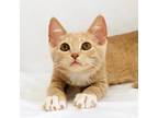 Adopt Max a Tan or Fawn Tabby Domestic Shorthair (short coat) cat in