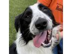 Adopt Ryder a Border Collie / Mixed dog in Nashville, IN (38810457)