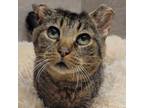 Adopt Chevelle a Domestic Shorthair / Mixed cat in Nashville, IN (38703132)