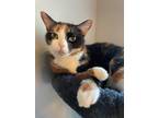 Adopt Emily a Calico or Dilute Calico Calico / Mixed (short coat) cat in Yulee