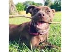 Adopt Rooster a Labrador Retriever / Mixed dog in Spring Hill, KS (38645611)