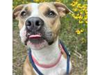 Adopt Lillian a Pit Bull Terrier / Mixed dog in Spring Hill, KS (38681245)