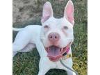 Adopt Marceline a Pit Bull Terrier / Mixed dog in Spring Hill, KS (38784171)
