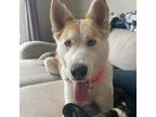Adopt Smiley Miley a Husky / Mixed dog in Spring Hill, KS (38734711)