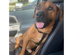 Adopt Madden a Redbone Coonhound / Mixed dog in Spring Hill, KS (38734710)