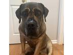 Adopt America a Mastiff / Mixed dog in Spring Hill, KS (38742400)