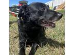 Adopt Agatha a Labrador Retriever / Mixed dog in Spring Hill, KS (38878270)