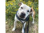 Adopt Archer a Pit Bull Terrier / Mixed dog in Spring Hill, KS (38878268)