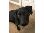 Adopt Roxie Girl *FOSTER NEEDED TOO! a Black Labrador Retriever, Hound