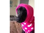 Adopt Roxie Girl *FOSTER NEEDED TOO! a Black Labrador Retriever, Hound