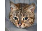 Adopt Chatty a Domestic Short Hair