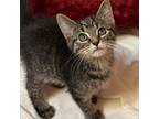 Adopt Rizzo a Domestic Shorthair / Mixed cat in Potomac, MD (38760933)