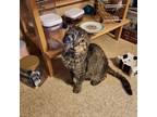 Adopt Joe the Mangy Cat a Domestic Longhair / Mixed cat in Potomac