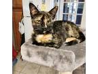 Adopt Puma a Domestic Shorthair / Mixed cat in Potomac, MD (38819859)