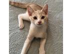 Adopt Braylen a Domestic Shorthair / Mixed cat in Potomac, MD (38771947)