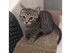 Adopt Mario a Domestic Shorthair / Mixed cat in Potomac, MD (38760931)