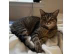 Adopt Handsome Puma a Domestic Shorthair / Mixed cat in Potomac, MD (38887310)